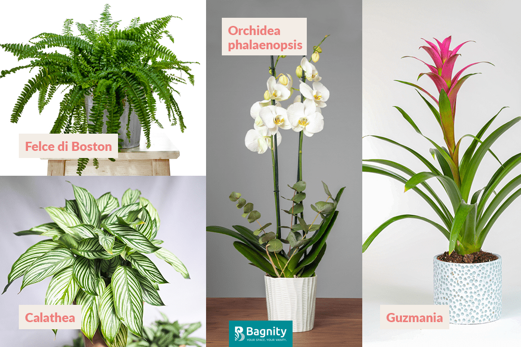 Collage-Felce-di-Boston-Calathea-Orchidea-phalaenopsis-Guzmania